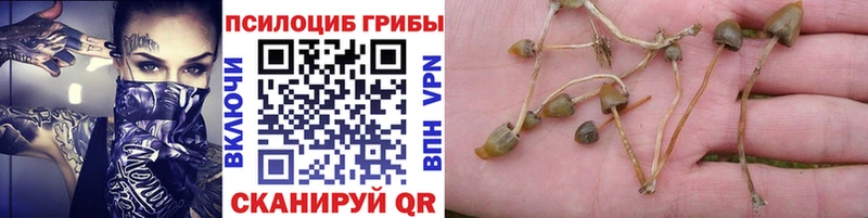 Купить закладки  Кировск  Псилоцибиновые грибы мицелий 